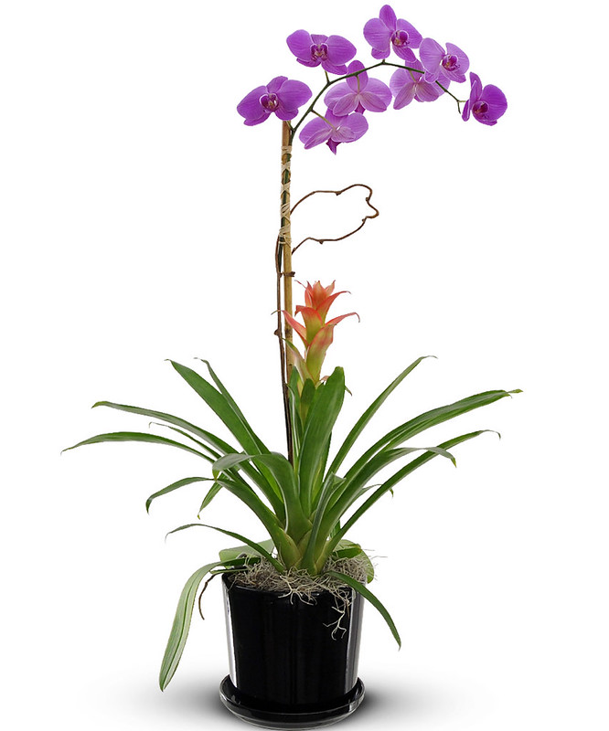 Plants flowers
